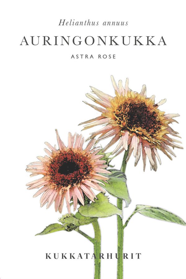 Kukkatarhurit - Auringonkukka Astra Rose (Helianthus annuus)