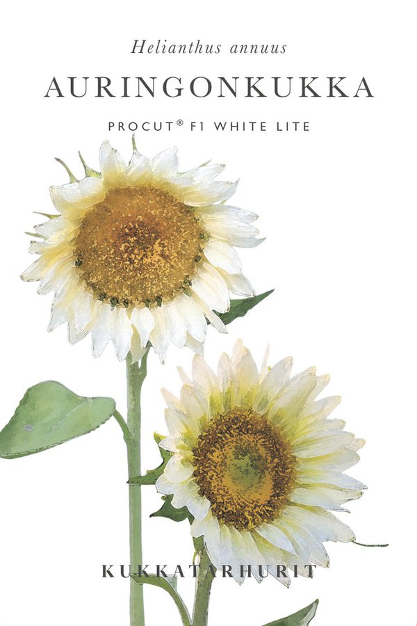 Kukkatarhurit - Auringonkukka Procut F1 White lite (Helianthus annuus)