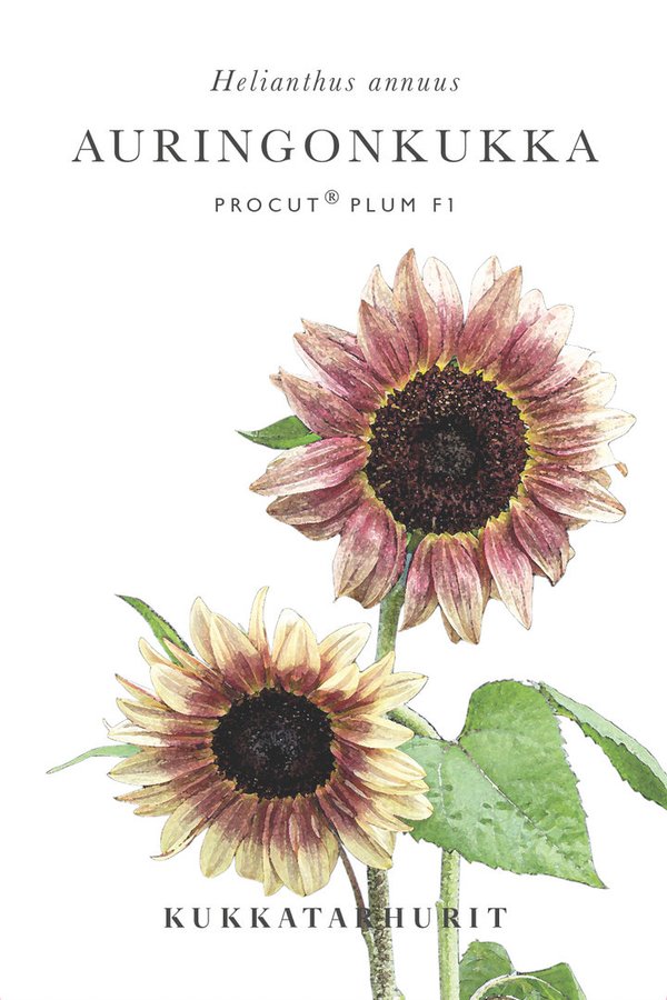 Kukkatarhurit - Auringonkukka Procut F1 Plum (Helianthus annuus)