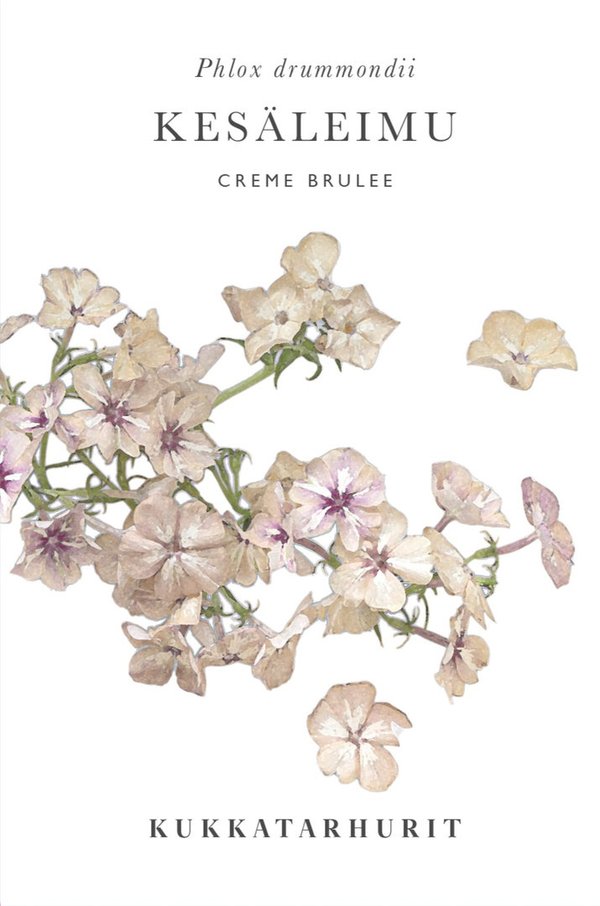 Kukkatarhurit - Kesäleimu Creme brulee (Phlox drummondii)