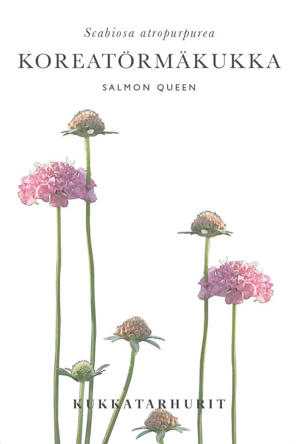 Kukkatarhurit - Koreatörmänkukka Salmin Queen (Scabiosa atropurpurea)
