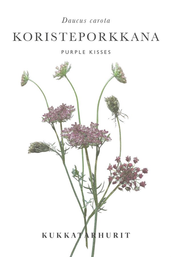 Kukkatarhurit - Koristeporkkana Purple Kisses (Daucus carota)