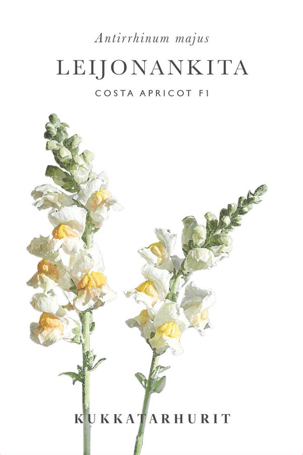 Kukkatarhurit - Leijonankita Costa Apricot F1 (Antirrhinum majus)