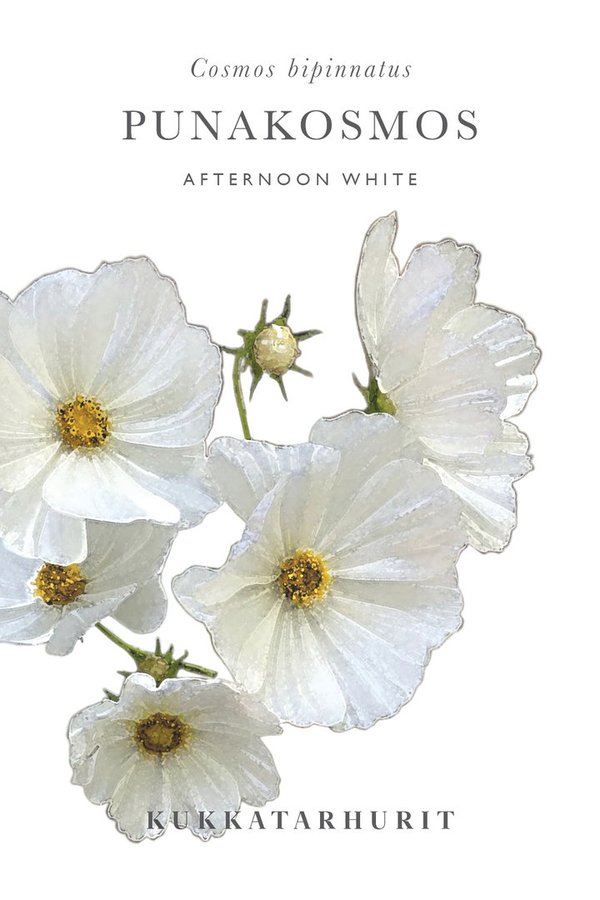 Kukkatarhurit - Punakosmos Afternoon White (Cosmos bipinnatus)
