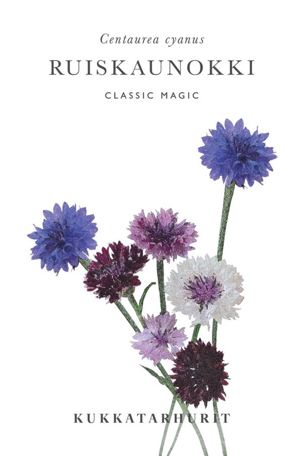 Kukkatarhurit - Ruiskaunokki Classic Magic (Centaurea cyanus)